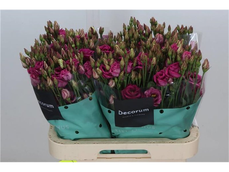 Eustoma Double Rosita Cherry c1564