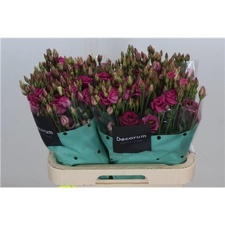 Eustoma Double Rosita Cherry c1564