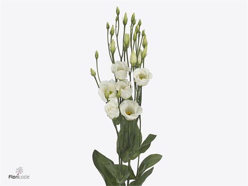 Eustoma Single Picco White c1574
