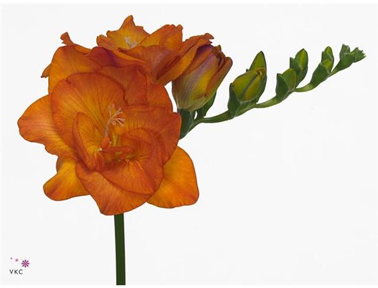 Frezija double Clementine c1580