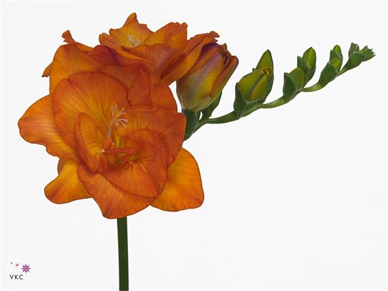 Frezija double Clementine c1580