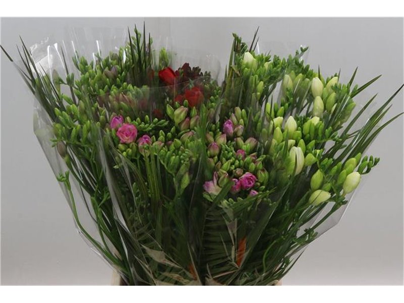 Frezija single Mixed X 10 5 Colour c1587