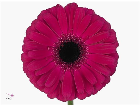 Gerbera .racket Gr Aladin c1595