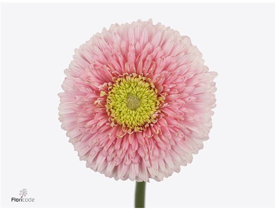 Gerbera .racket Gr Big Ju-ne c1601