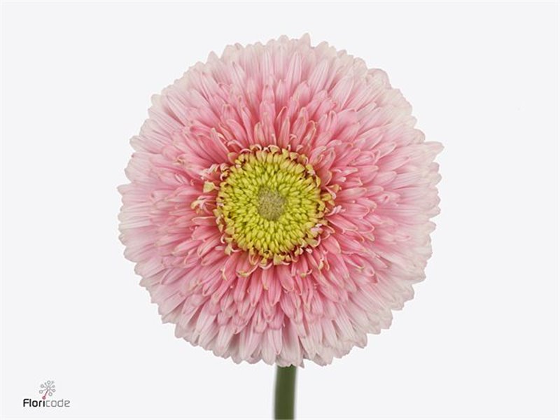 Gerbera .racket Gr Big Ju-ne c1601
