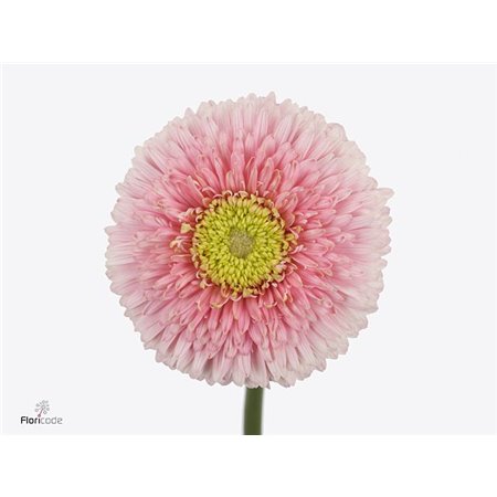 Gerbera .racket Gr Big Ju-ne c1601