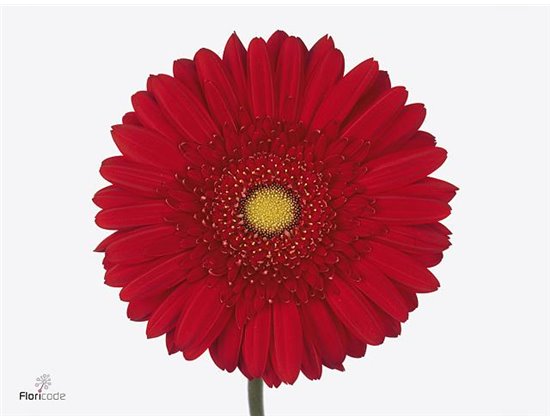 Gerbera .racket Gr Carambole c1603