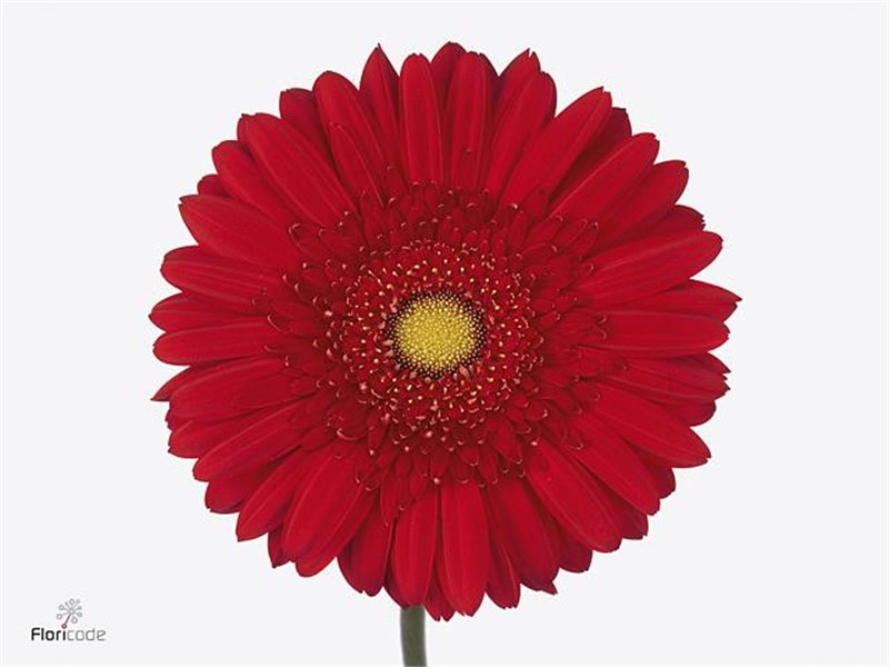 Gerbera .racket Gr Carambole c1603