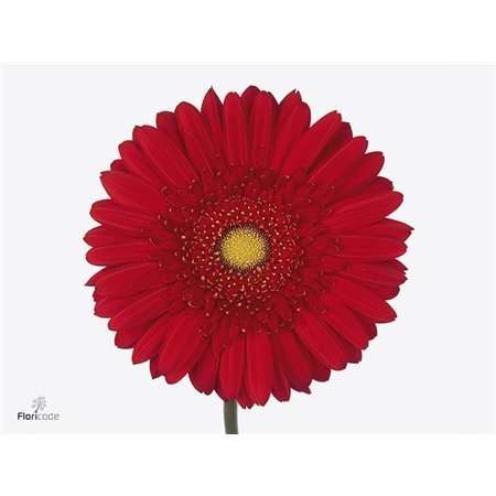Gerbera .racket Gr Carambole c1603