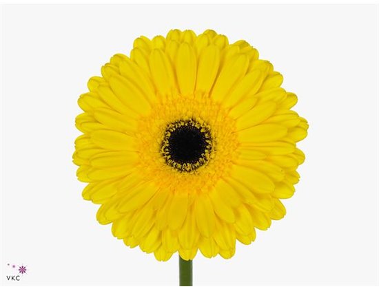 Gerbera .racket Gr Don Leo c1605
