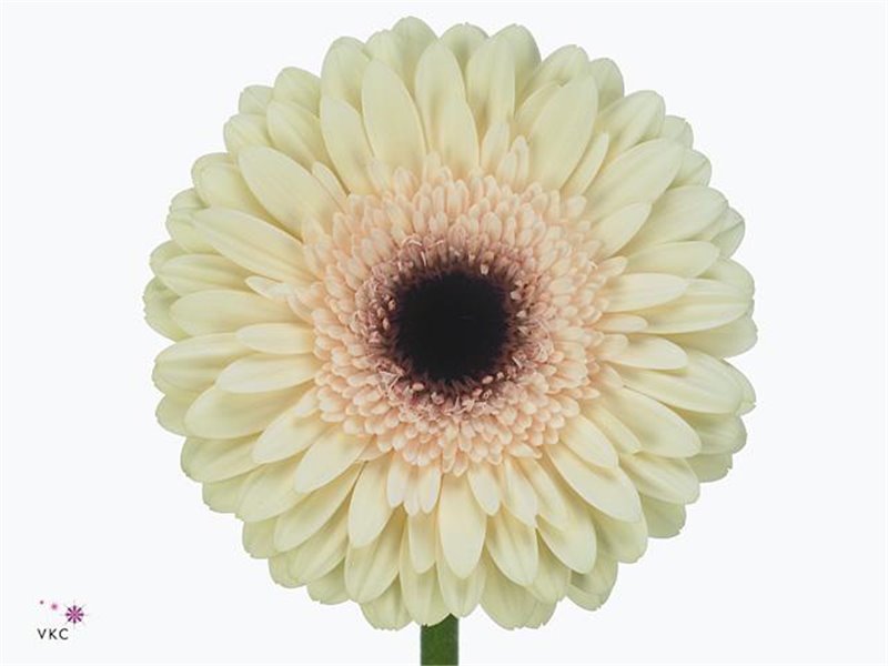 Gerbera .racket Gr Don Leo c1606