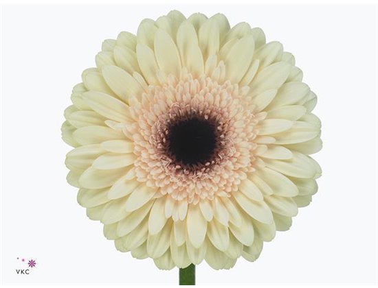 Gerbera .racket Gr Eclair c1607