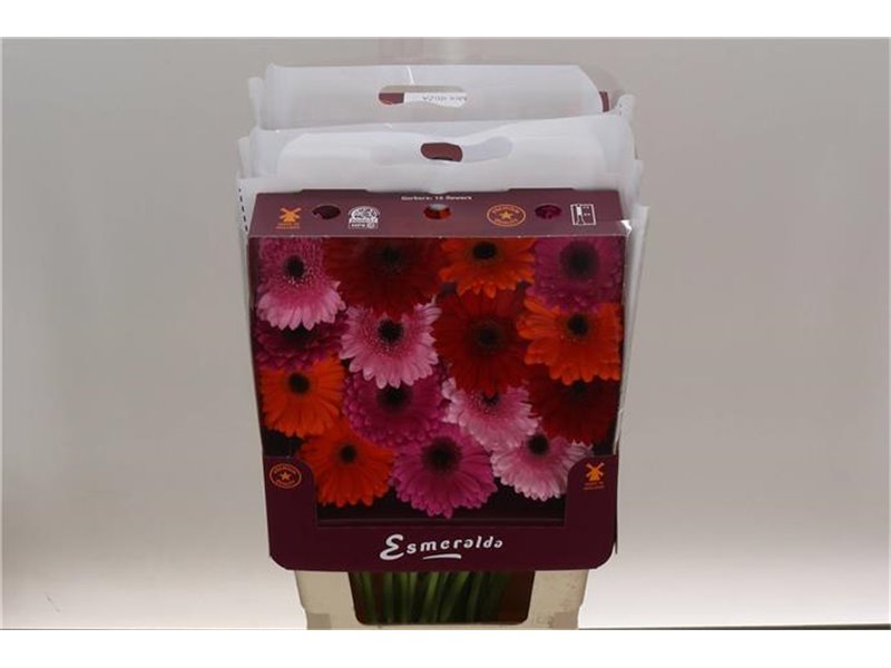 Gerbera .racket Gr Mixed Ibiza c1611