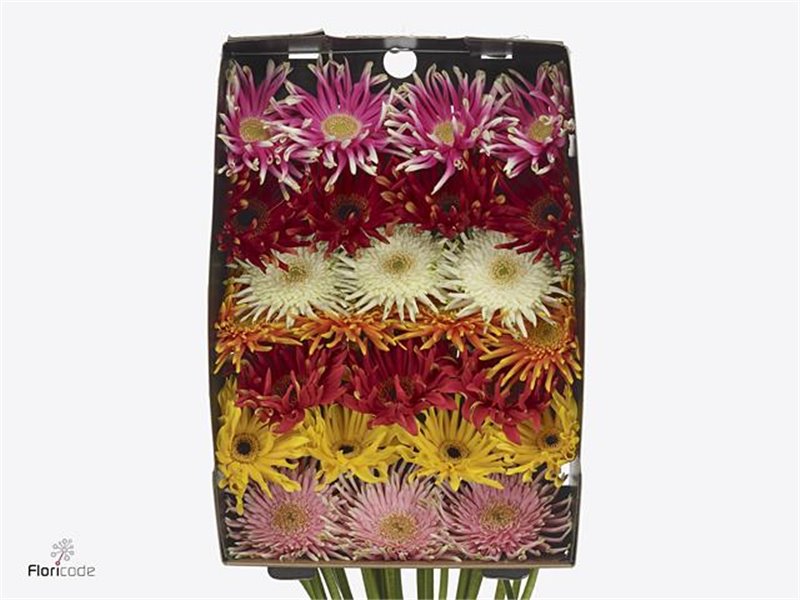 Gerbera .racket Gr Pasta Mixed c1614