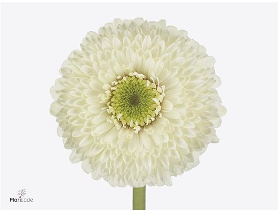 Gerbera .racket Gr Pom Big Data c1616