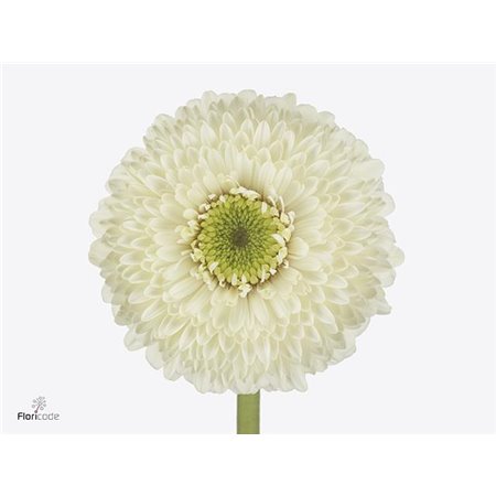 Gerbera .racket Gr Pom Big Data c1616