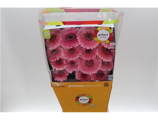 Gerbera .racket Gr Pom Mayball c1617