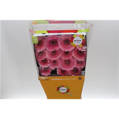 Gerbera .racket Gr Pom Mayball c1617