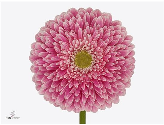 Gerbera .racket Gr Pom Power Ball c1618