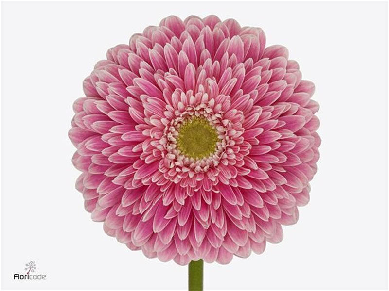 Gerbera .racket Gr Pom Power Ball c1618