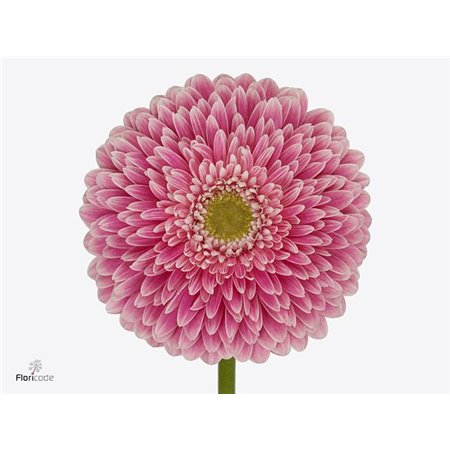 Gerbera .racket Gr Pom Power Ball c1618