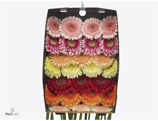 Gerbera .racket Gr Pomponi Mixed c1619