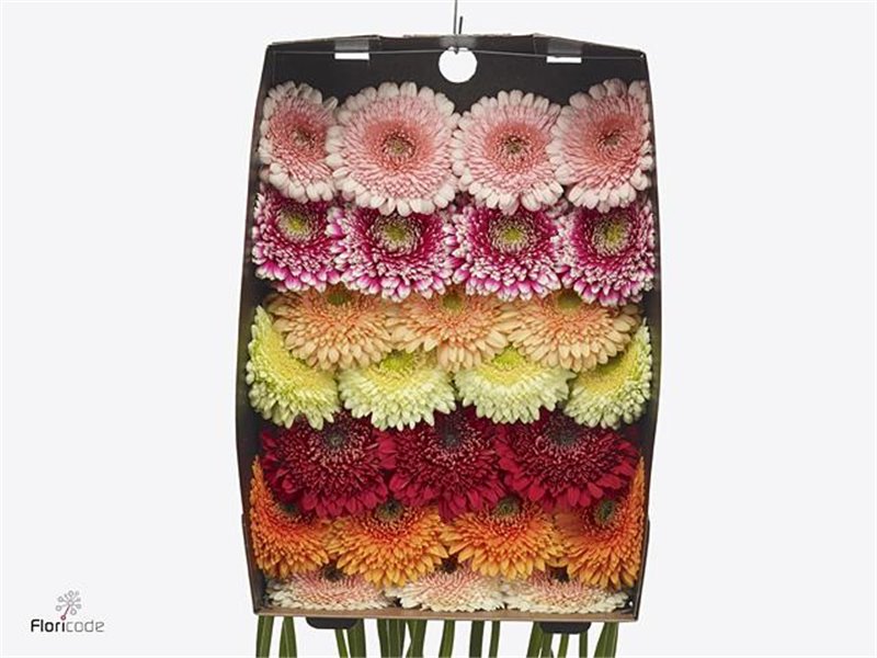 Gerbera .racket Gr Pomponi Mixed c1619