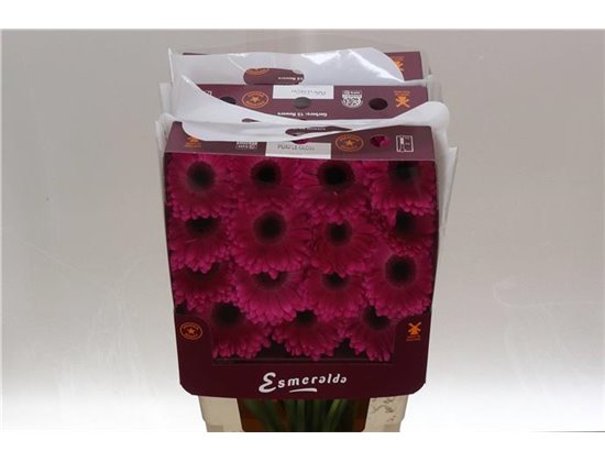 Gerbera .racket Gr Purple Glow c1621