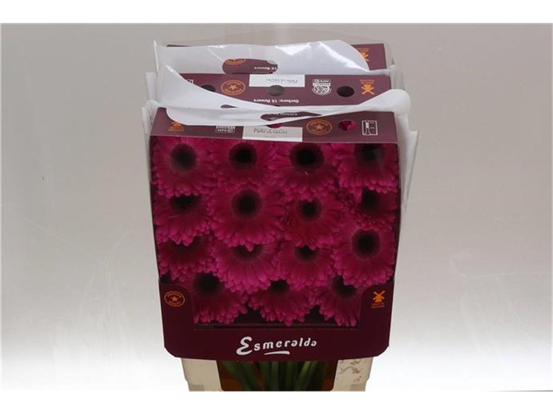 Gerbera .racket Gr Purple Glow c1621