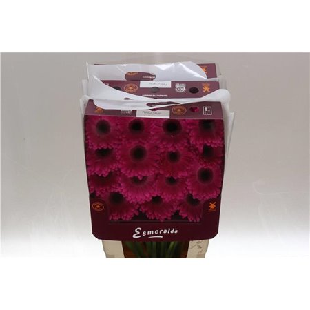 Gerbera .racket Gr Purple Glow c1621