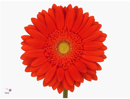 Gerbera .racket Gr Red Explosion c1622