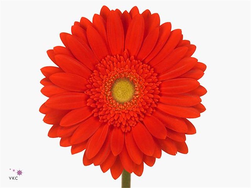 Gerbera .racket Gr Red Explosion c1622