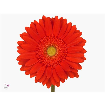 Gerbera .racket Gr Red Explosion c1622