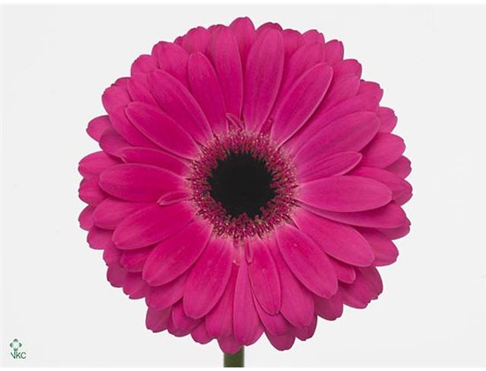 Gerbera .racket Gr Red Explosion c1623