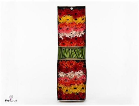 Gerbera .racket Gr Sp Mixed c1627