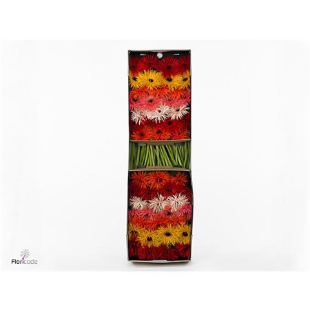 Gerbera .racket Gr Sp Mixed c1627