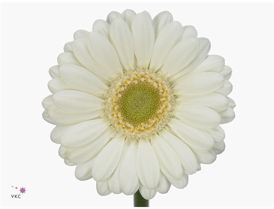 Gerbera .racket Mi Albino c1633