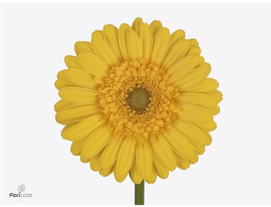 Gerbera .racket Mi Asmara c1636