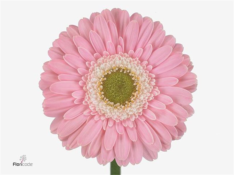 Gerbera .racket Mi Asmara c1637