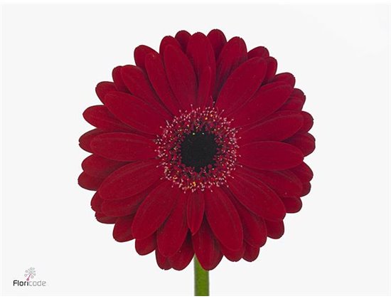 Gerbera .racket Mi Black Tie c1639
