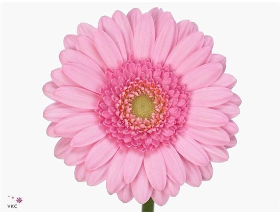 Gerbera .racket Mi Cookie N Cream c1644