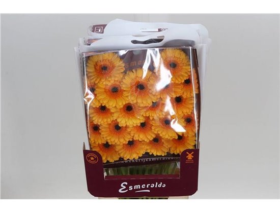 Gerbera .racket Mi Mi Tweety c1647