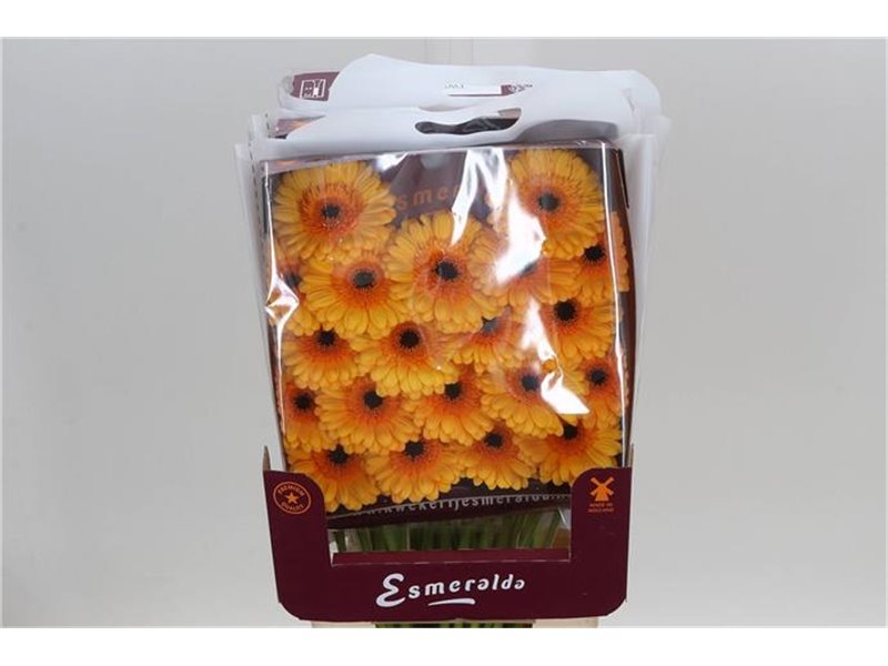 Gerbera .racket Mi Mi Tweety c1647