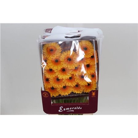 Gerbera .racket Mi Mi Tweety c1647