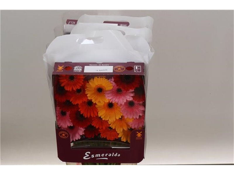 Gerbera .racket Mi Mixed Basis c1649