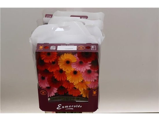 Gerbera .racket Mi Mixed Basis c1652