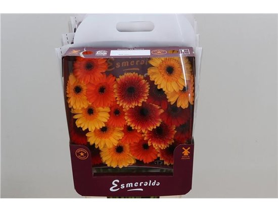 Gerbera .racket Mi Mixed Monaco c1656