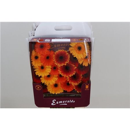 Gerbera .racket Mi Mixed Monaco c1656