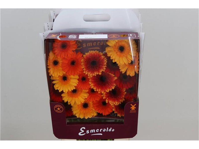 Gerbera .racket Mi Mixed Orangina c1657