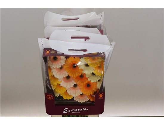 Gerbera .racket Mi Mixed Orangina c1658